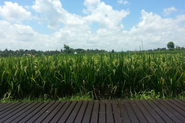 Rice fields seen from Bali Harmony Villas